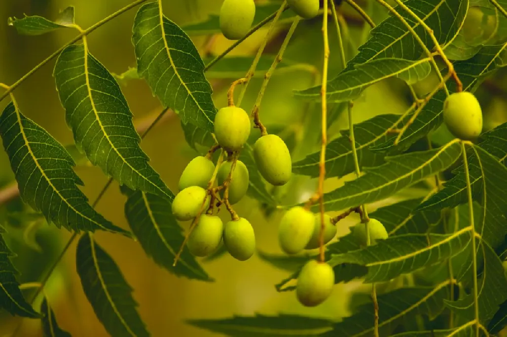 Neem Tree