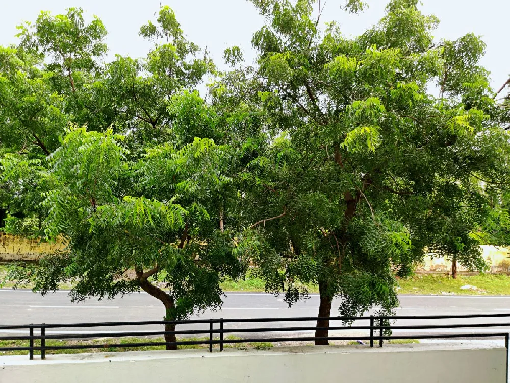 Neem Tree