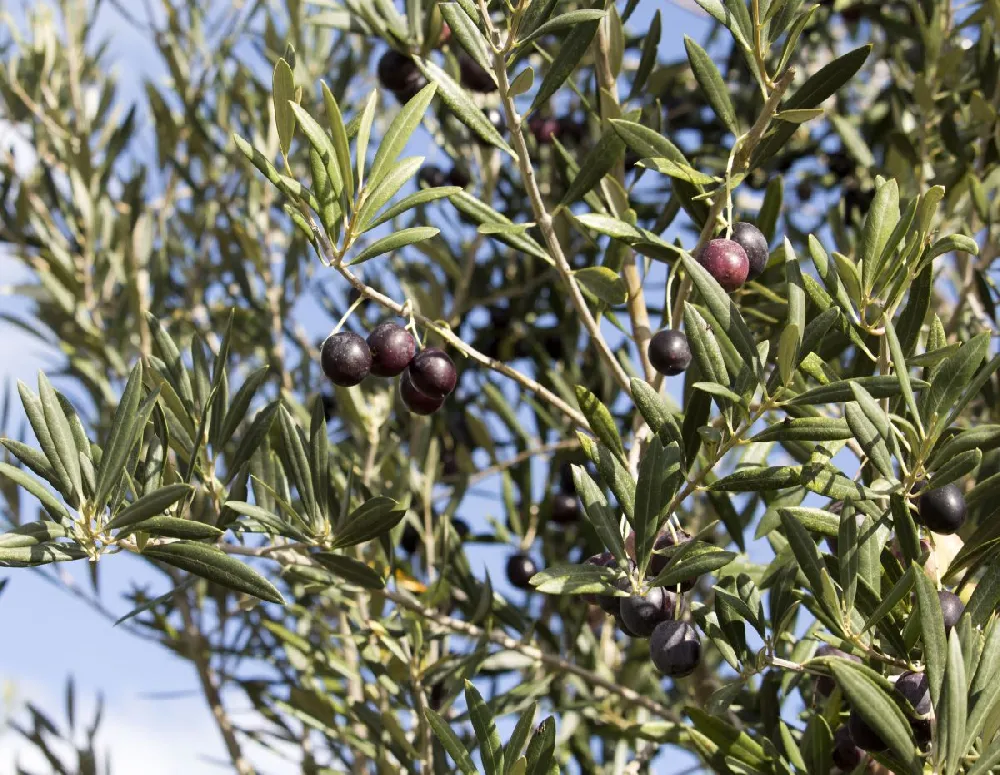 The First Six Months With Your Black Olive Tree: What To Expect — Plant  Care Tips and More · La Résidence