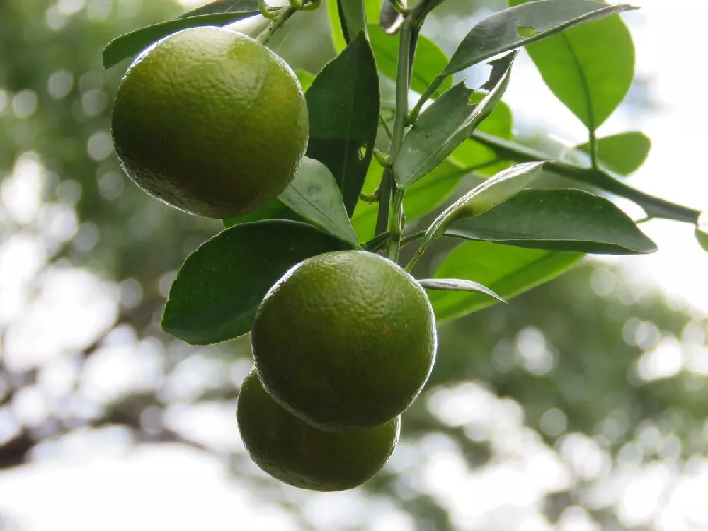 Yuzu Lemon Trees for Sale -  – Madison Citrus  Nursery