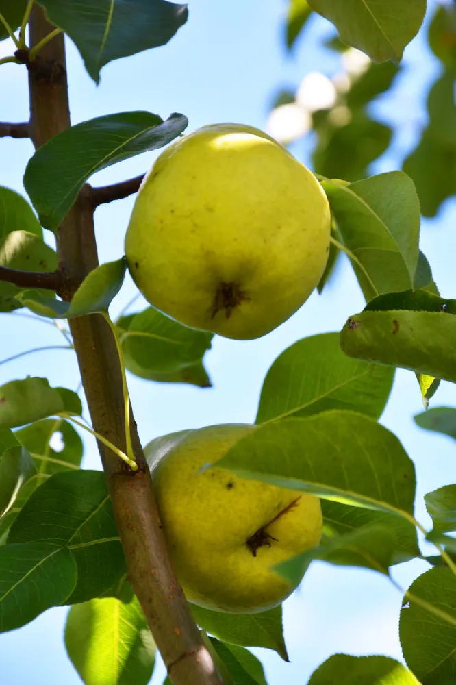 Pineapple Quince Tree