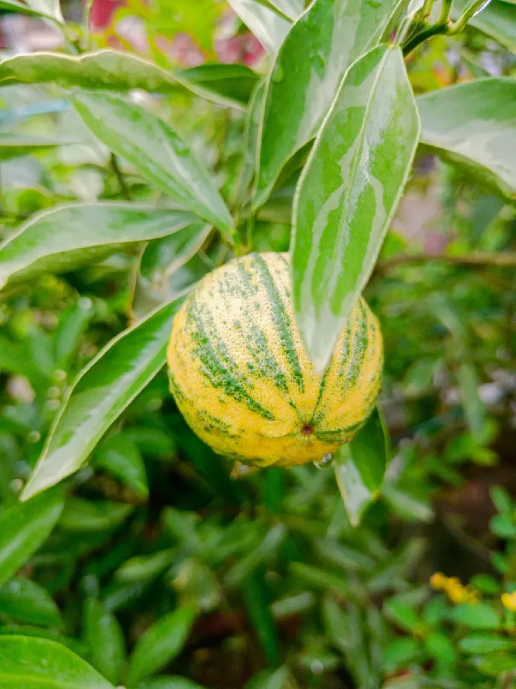 Yuzu Lemon Trees for Sale -  – Madison Citrus  Nursery