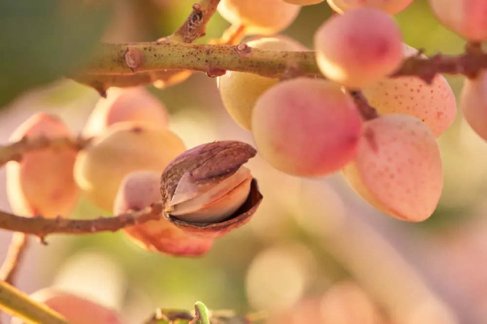 pistachio nuts tree