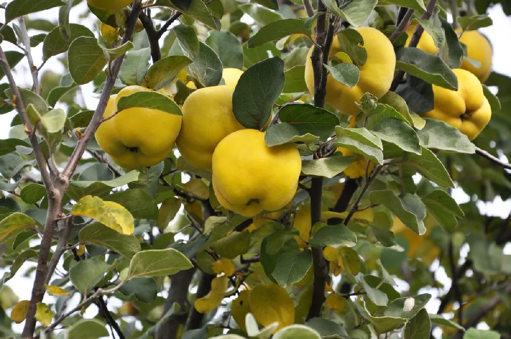 Smyrna Quince Tree