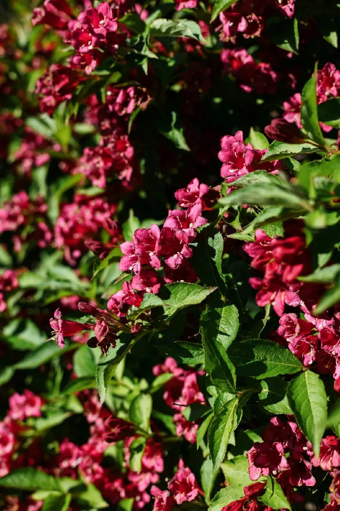 Sonic Bloom® Weigela Shrub