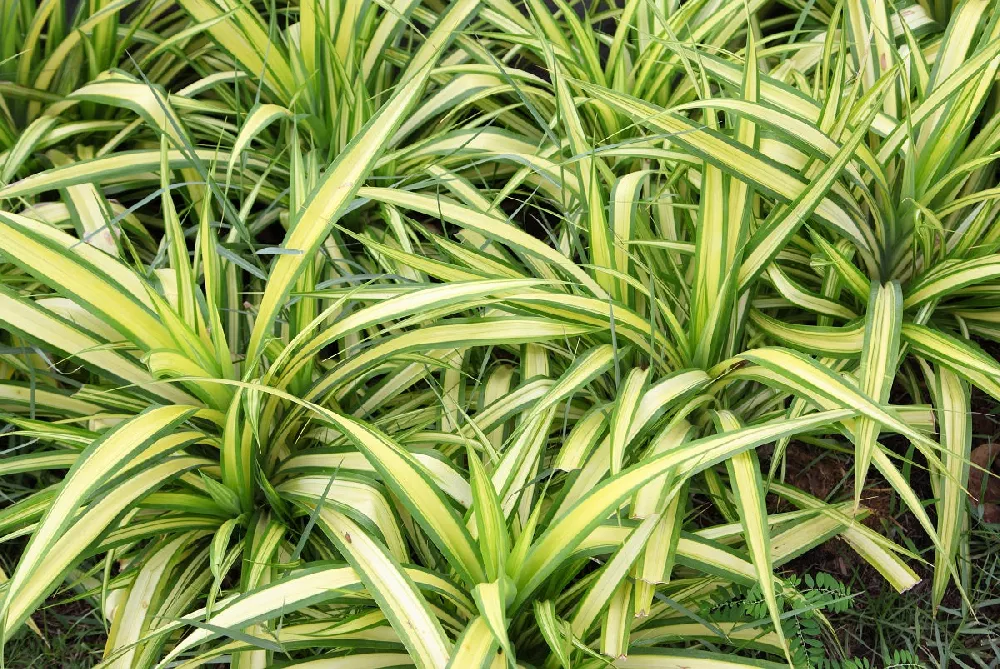 Spider plant, Chlorophytum comosum – Wisconsin Horticulture