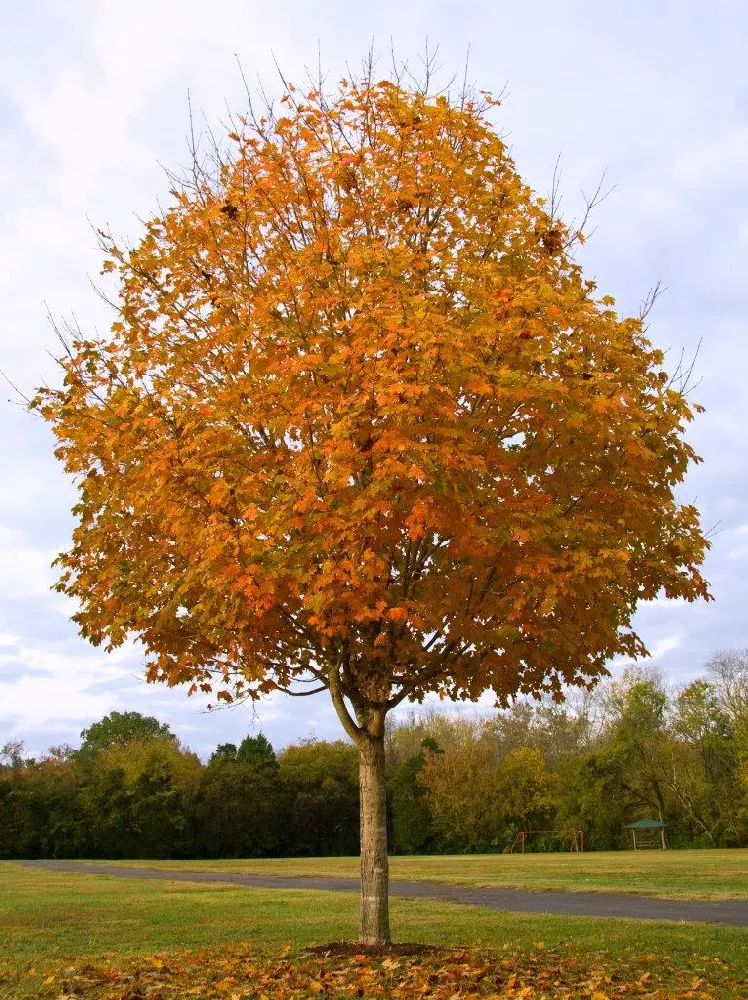 Acer saccharum (sugar maple leaf in fall colors) (Newark c…
