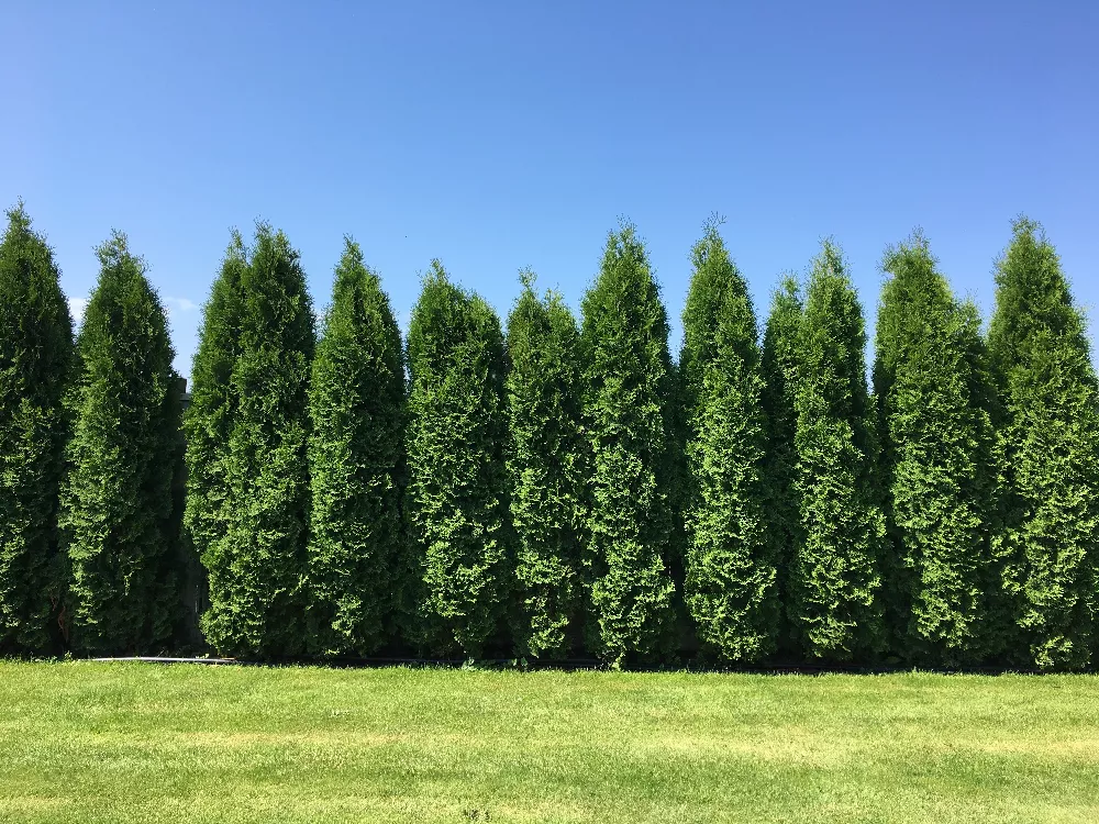 Thuja Green Giant Trees For Sale Buying And Growing Guide