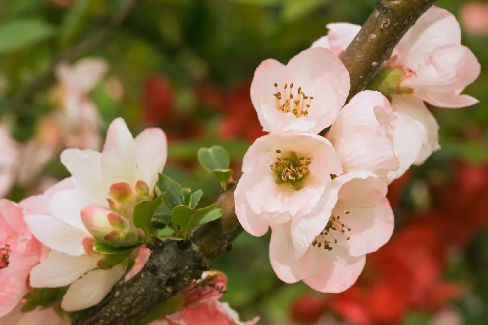 Toyo-Nishiki Flowering Quince