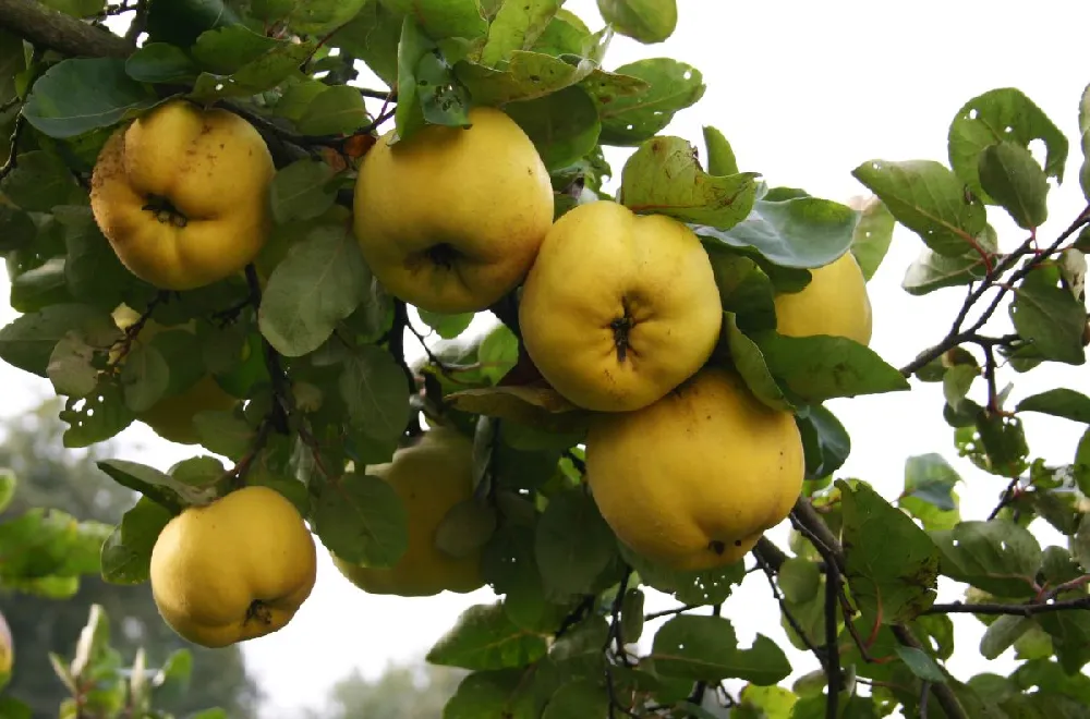 Van Deman Quince