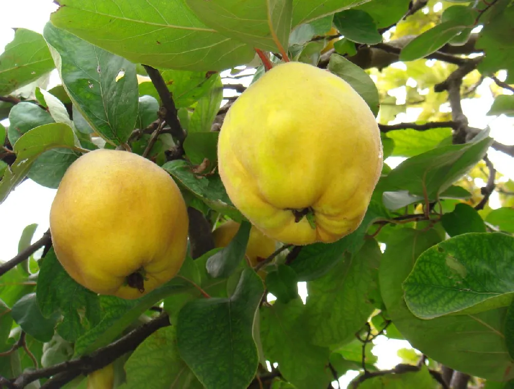 Van Deman Quince