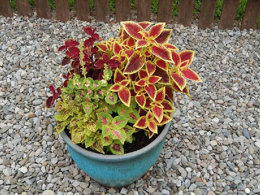 are coleus plants poisonous to dogs and cats