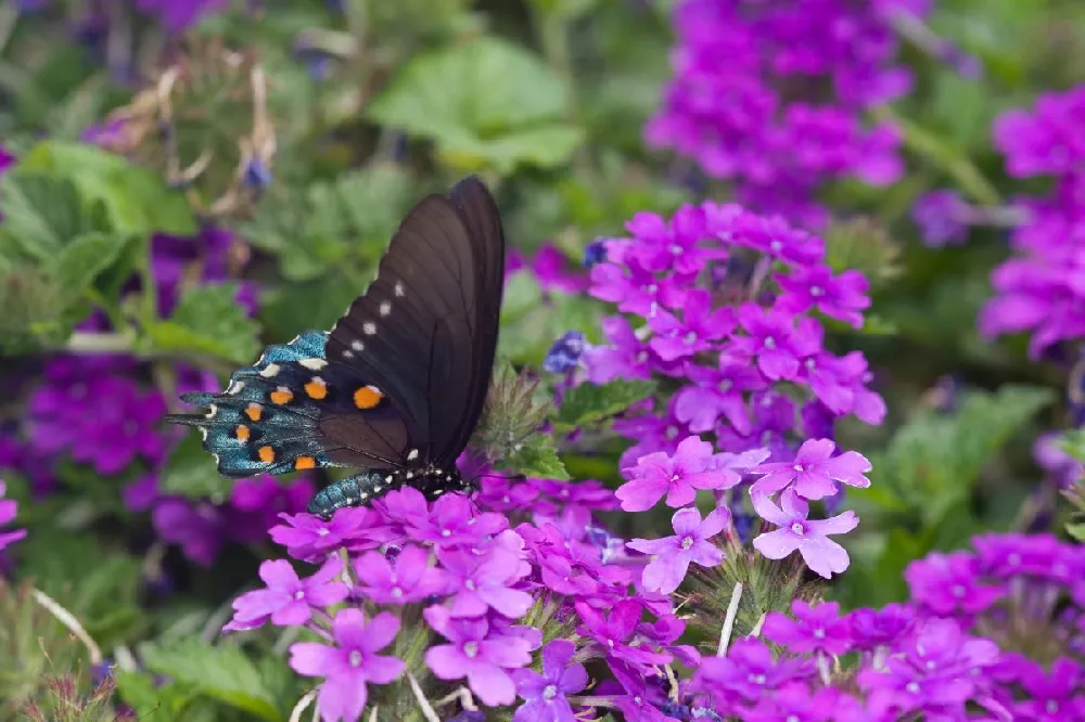 Verbena Purple Homestead