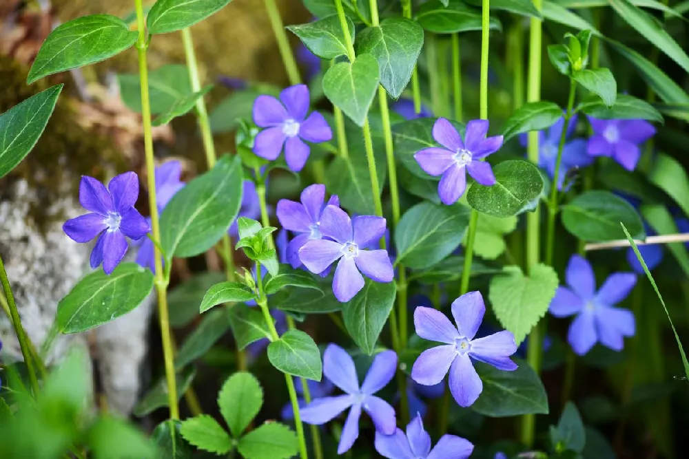 Vinca Minor Periwinkle Vine