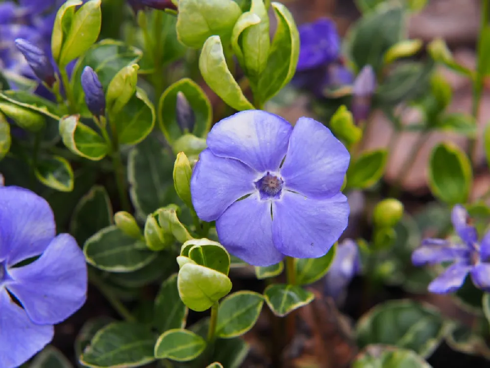 Vinca Minor Periwinkle Vine