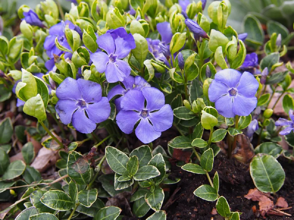 Vinca Minor Periwinkle Vine