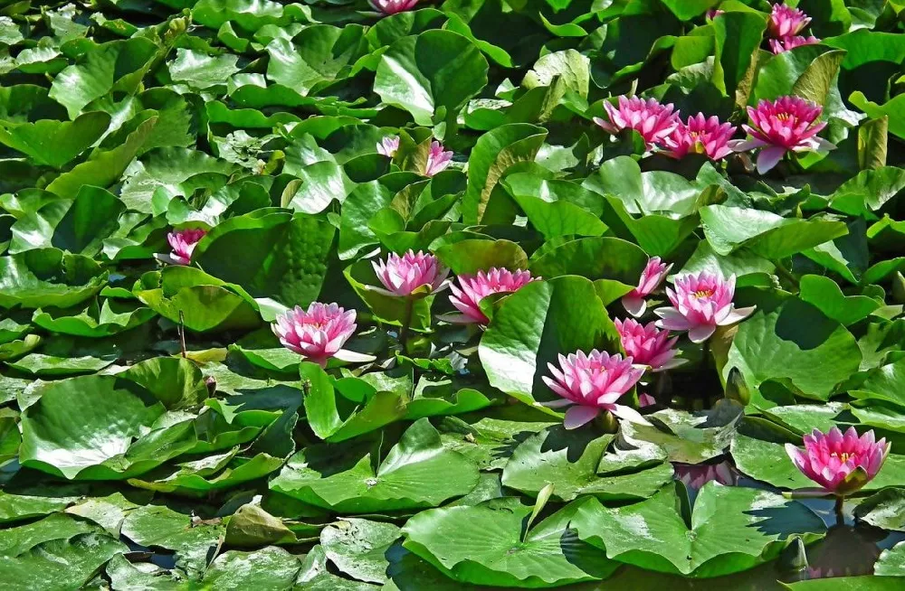 Lily Pads For Sale  Buy 1, Get 1 Free – TN Nursery