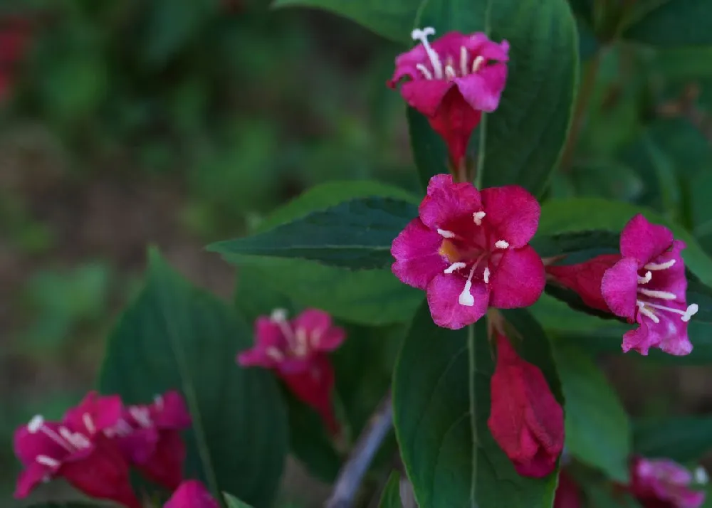 Wine & Roses® Weigela Shrub