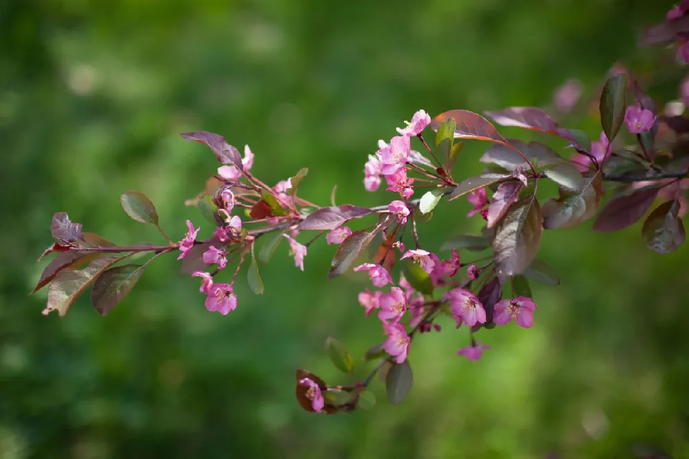 Wine & Roses® Weigela Shrub