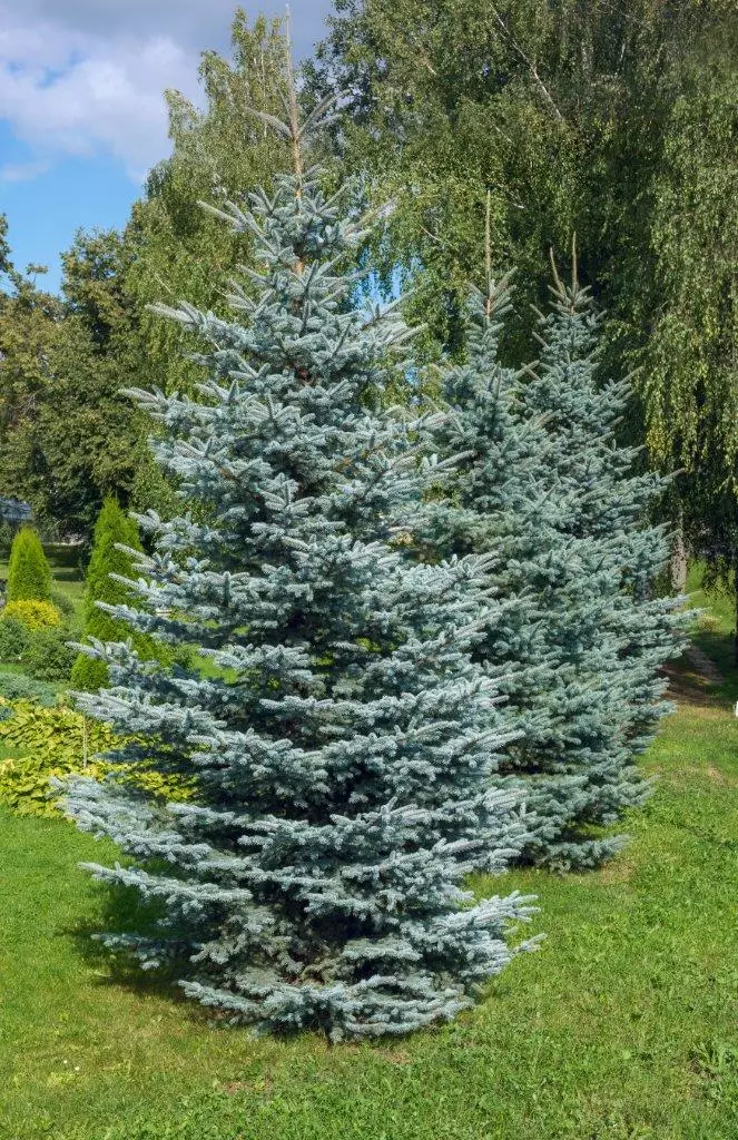 Colorado Blue Spruce Trees