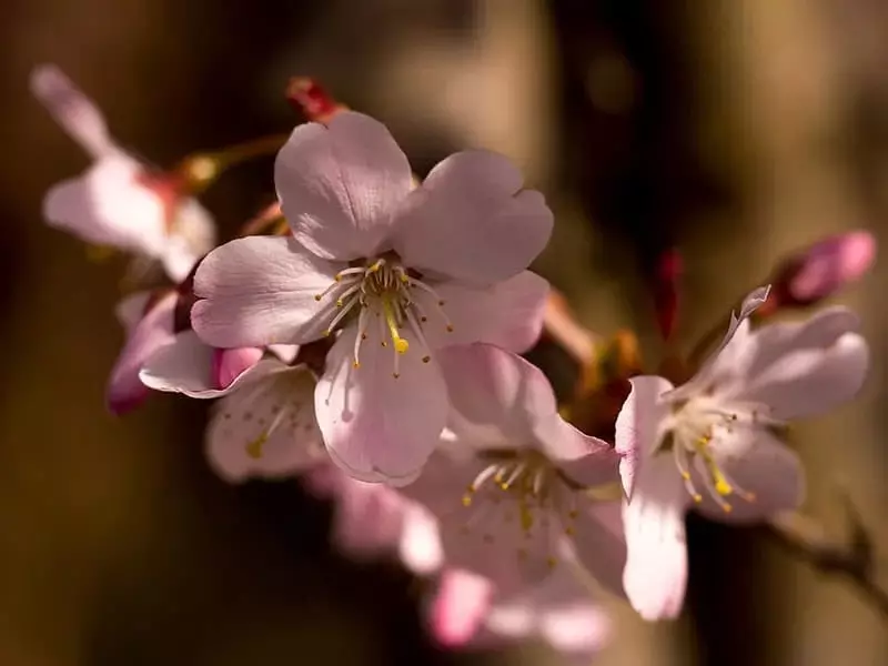 Cherry Blossom Trees For Sale Buying Growing Guide Trees Com