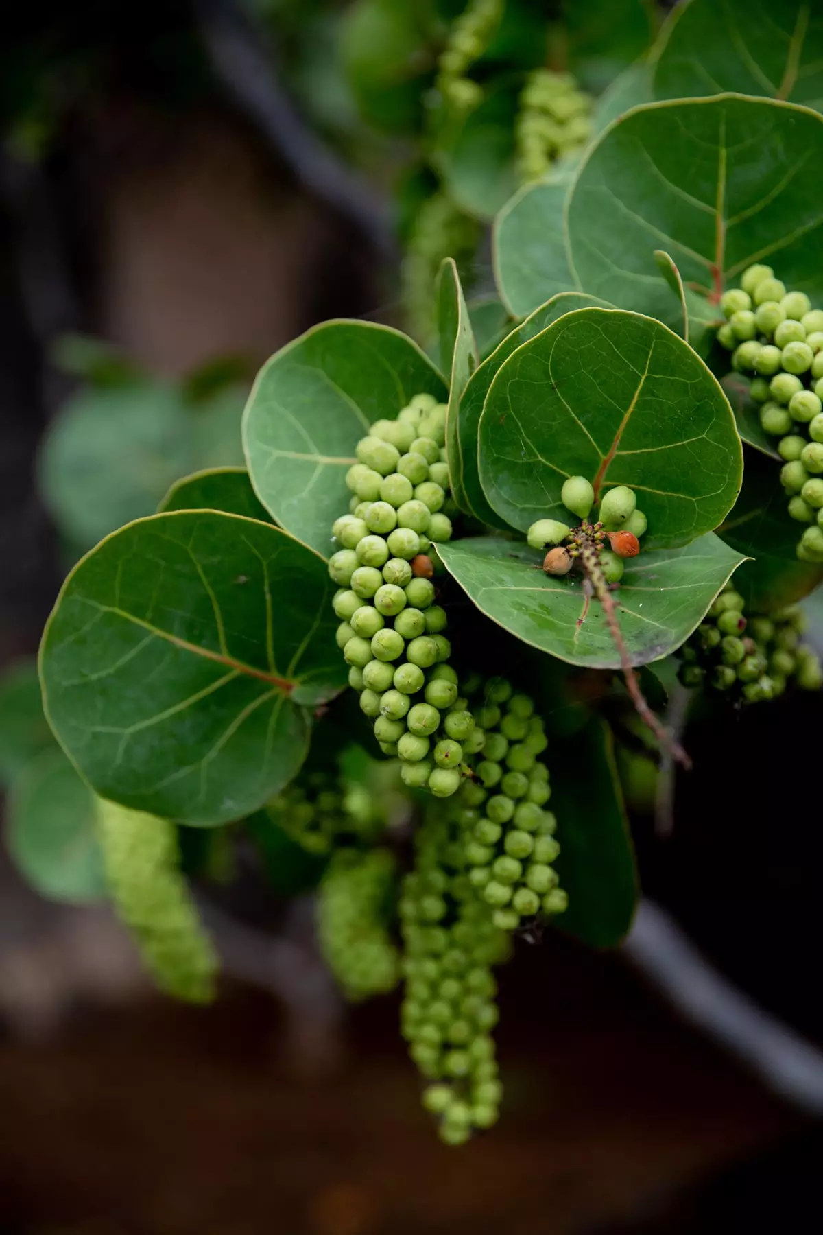 Sea Grape Bush