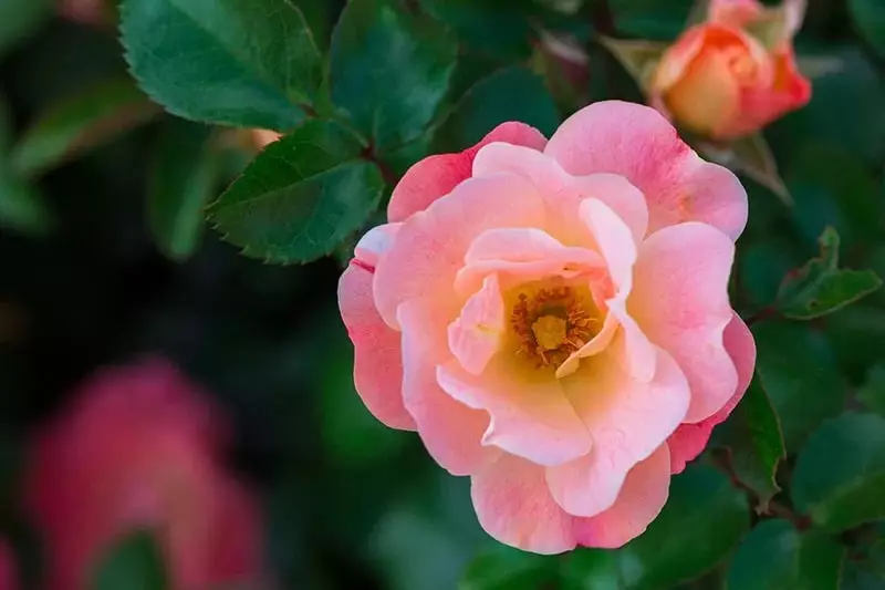 Verdachte Lift Evacuatie Double Knockout Roses for Sale - Buying & Growing Guide - Trees.com