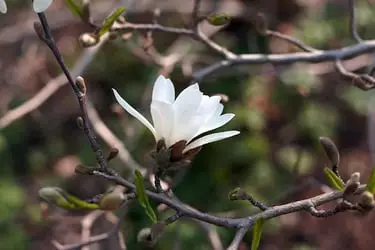 Magnolia Trees