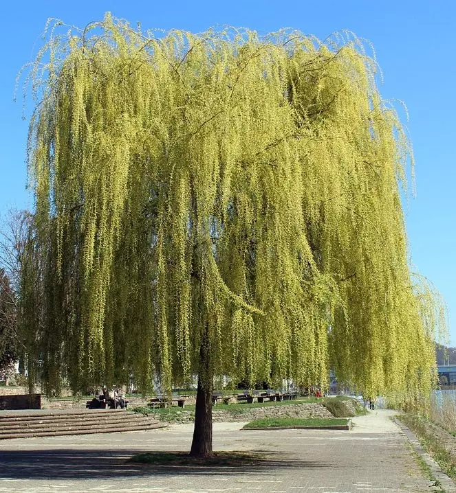 Weeping Willow in Sun