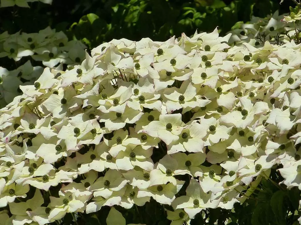 Dogwood Blooms