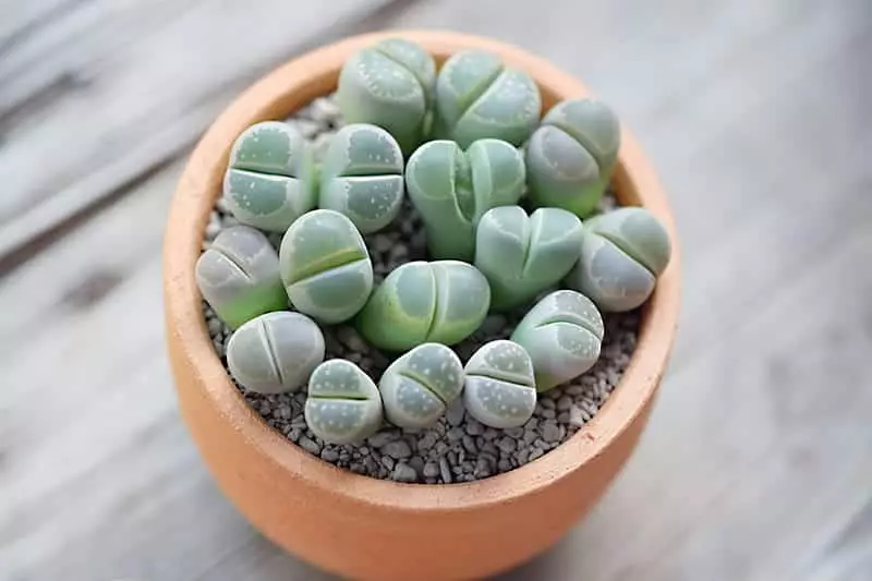 Small Lithops