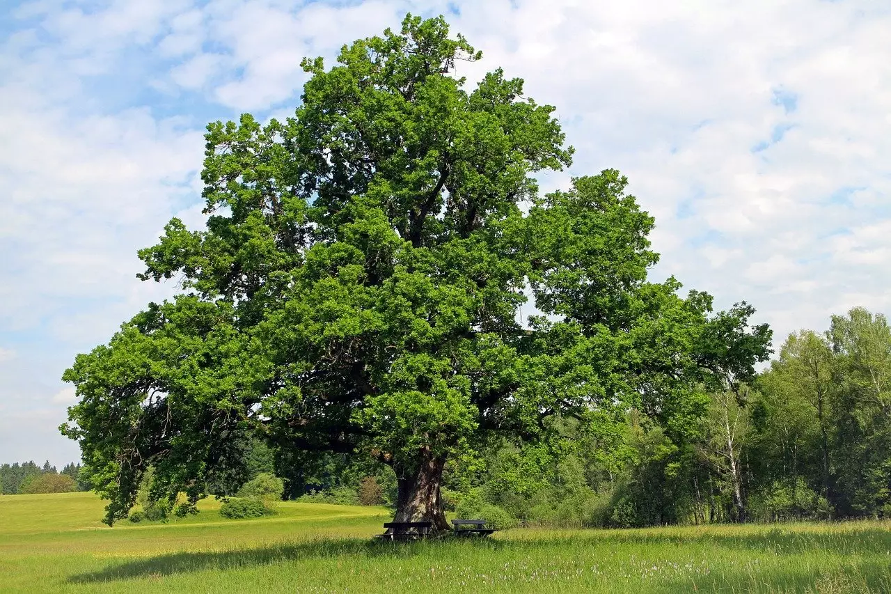 Large Oak Tree