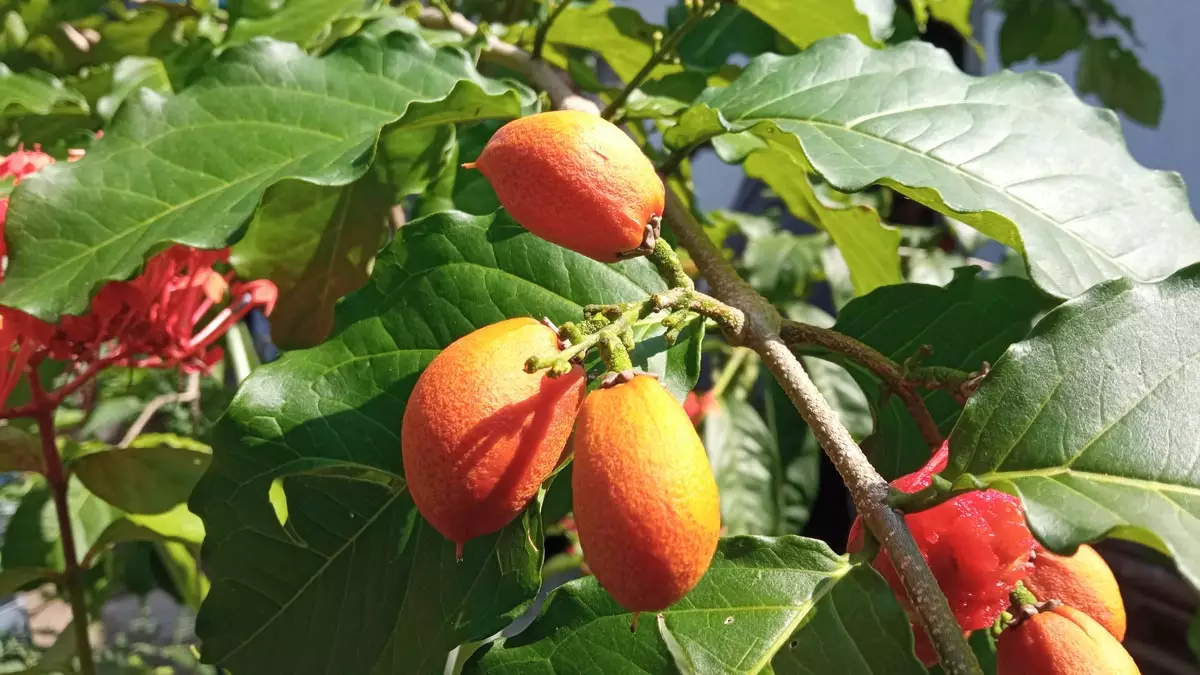 Peanut Butter Tree