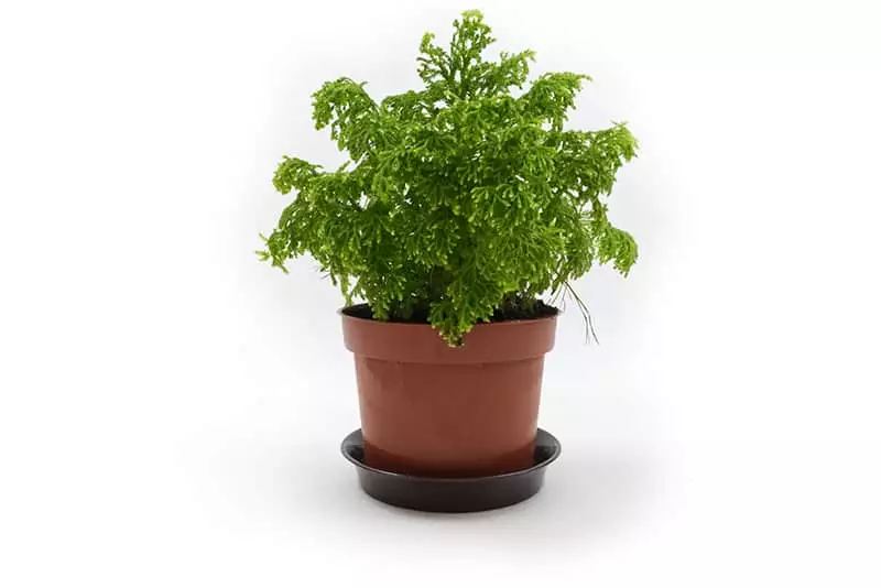 Potted Selaginella