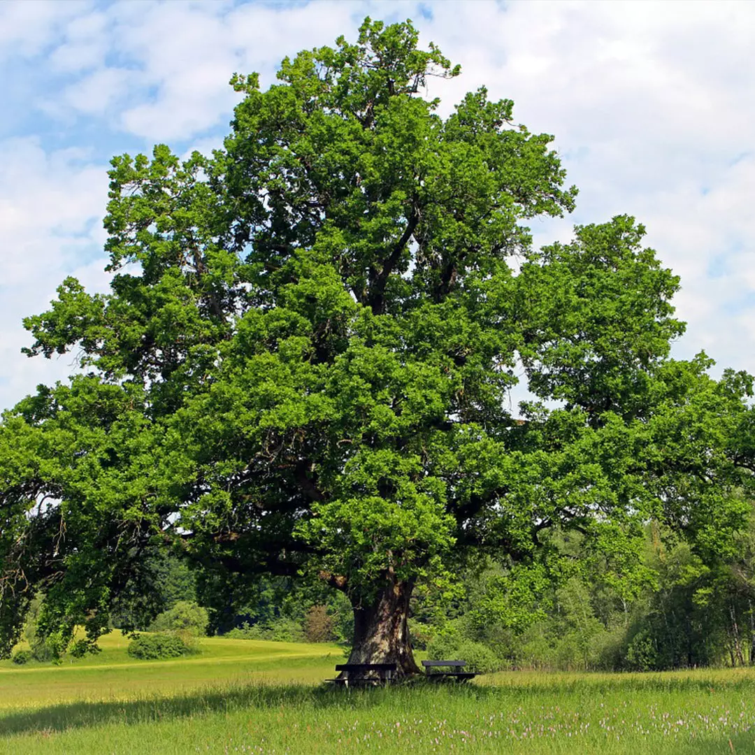 white-oak-1