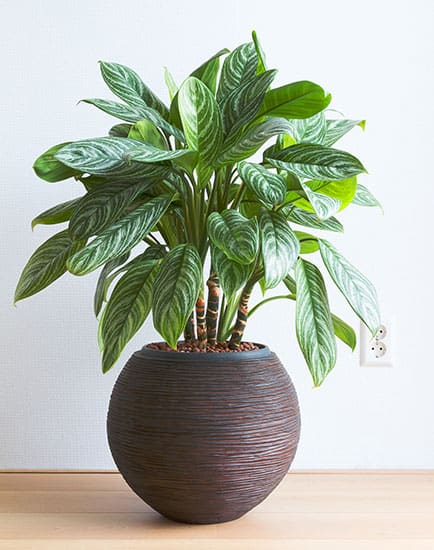 Green Chinese Evergreen Plants For Sale Buying Growing Guide Trees Com