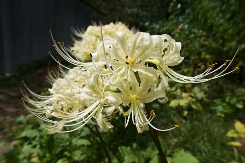 Red Spider Lilies For Sale Buying Growing Guide Trees Com